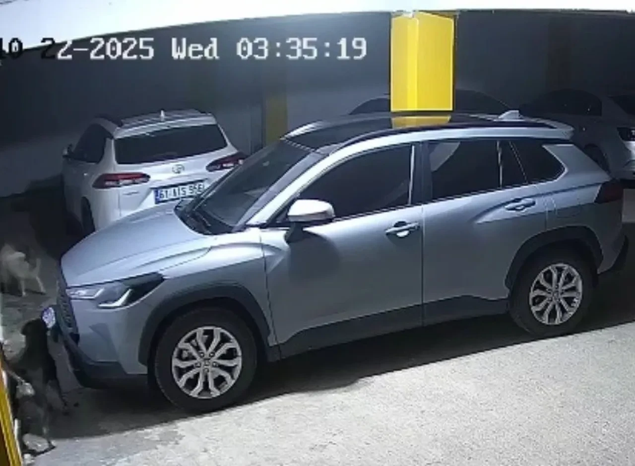 Trabzon'da akılalmaz olay! Kedinin peşindeki köpekler otomobili parçaladı