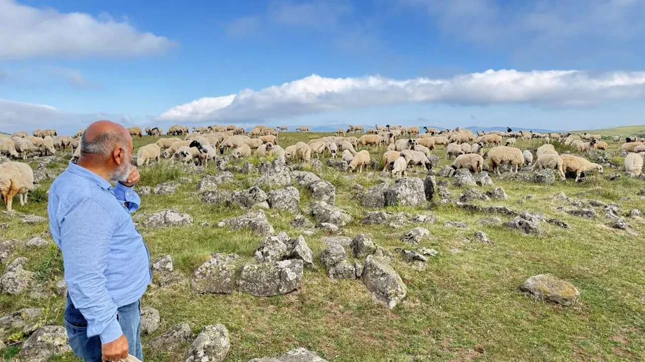 Tuz taşı olarak keçilere yalatılıyordu! 'Kanlı gerçek' bambaşka çıktı