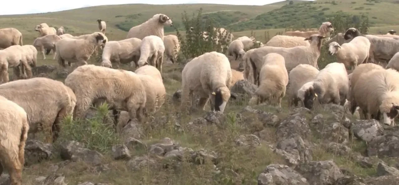 Tuz taşı olarak keçilere yalatılıyordu! 'Kanlı gerçek' bambaşka çıktı