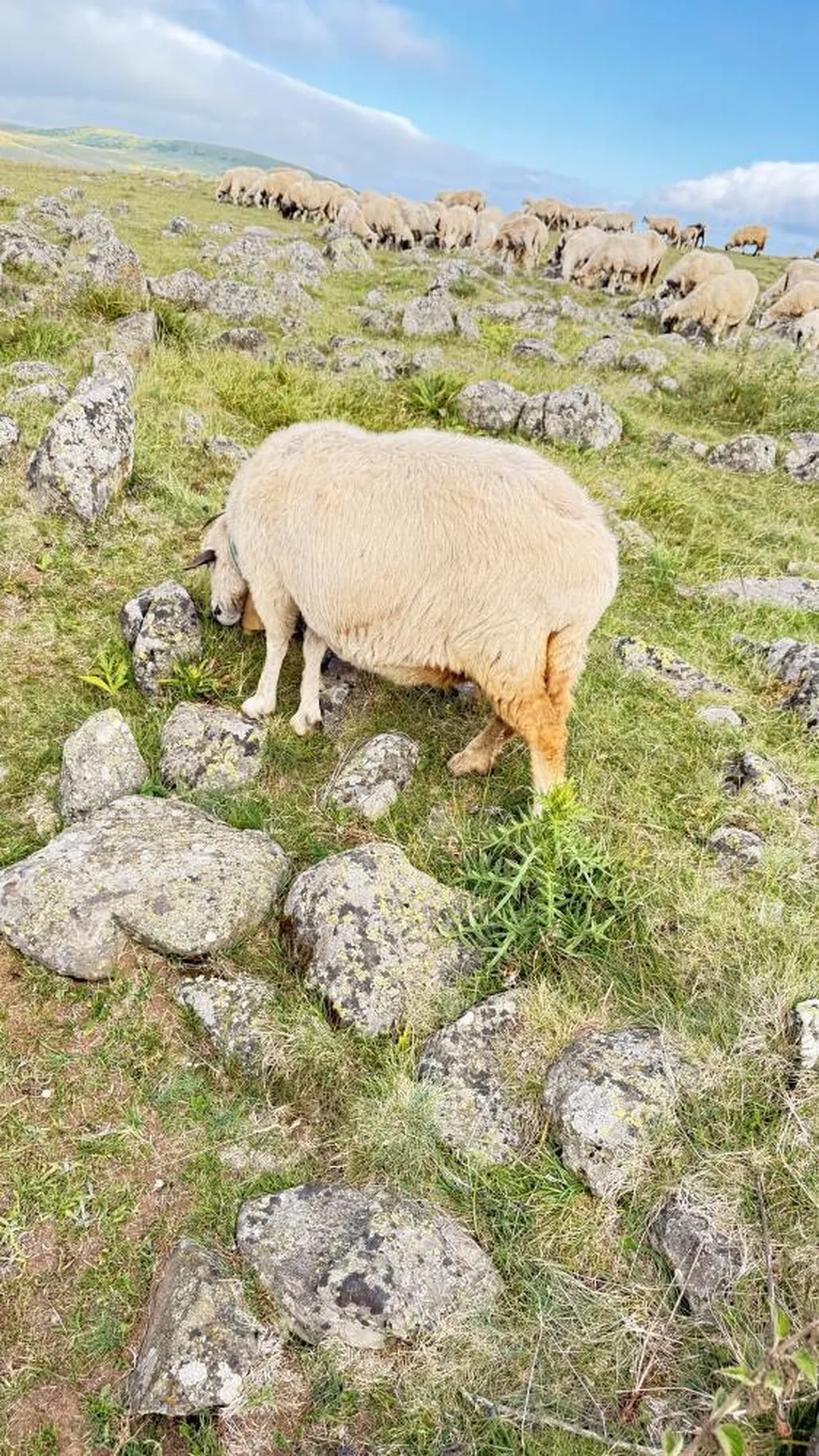 Tuz taşı olarak keçilere yalatılıyordu! 'Kanlı gerçek' bambaşka çıktı
