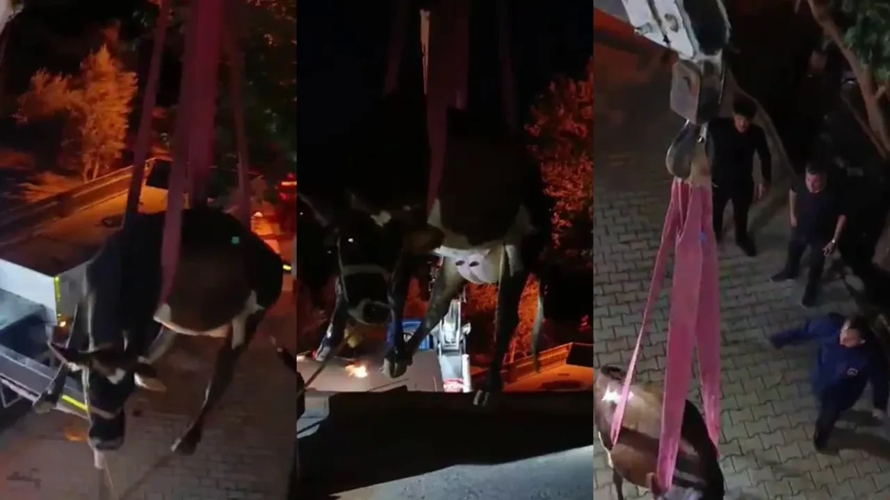 İnek kurtarma operasyonu! Çatıda mahsur kaldı 