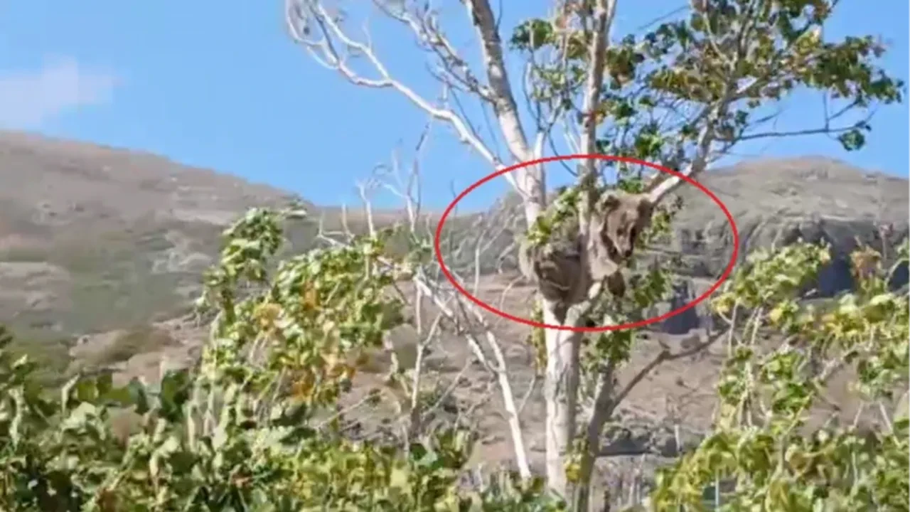 Köpeklerden kaçan yavru ayı ağaca çıktı! O anlar kamerada
