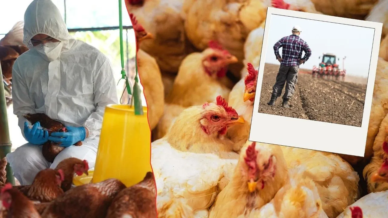 Avrupa'da kuş gribi alarmı: Rakamlar yarım milyona ulaştı!