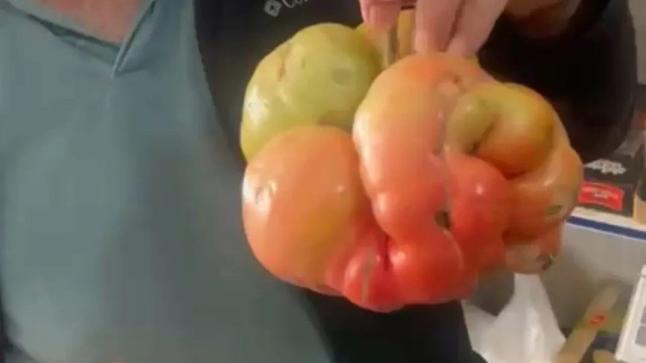 Görenler hayrete düşüyor! Tam 1 kilo 400 gramlık domates