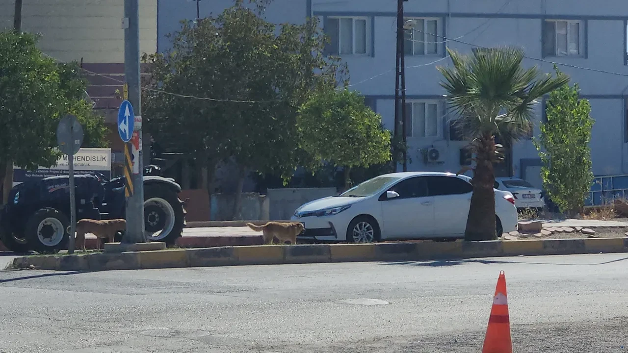 Grup halinde gezen sokak köpekleri çocuğa saldırdı! Korku dolu anlar kamerada