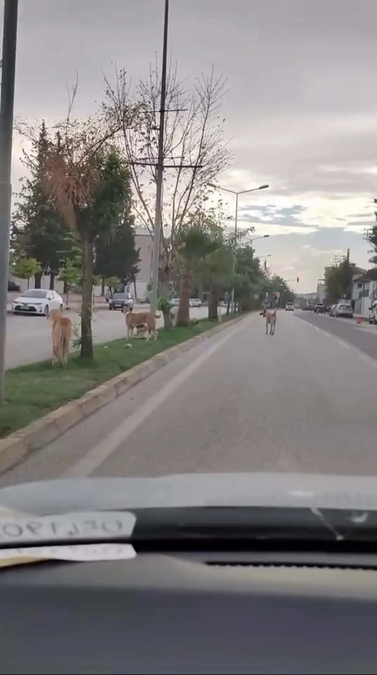 Grup halinde gezen sokak köpekleri çocuğa saldırdı! Korku dolu anlar kamerada
