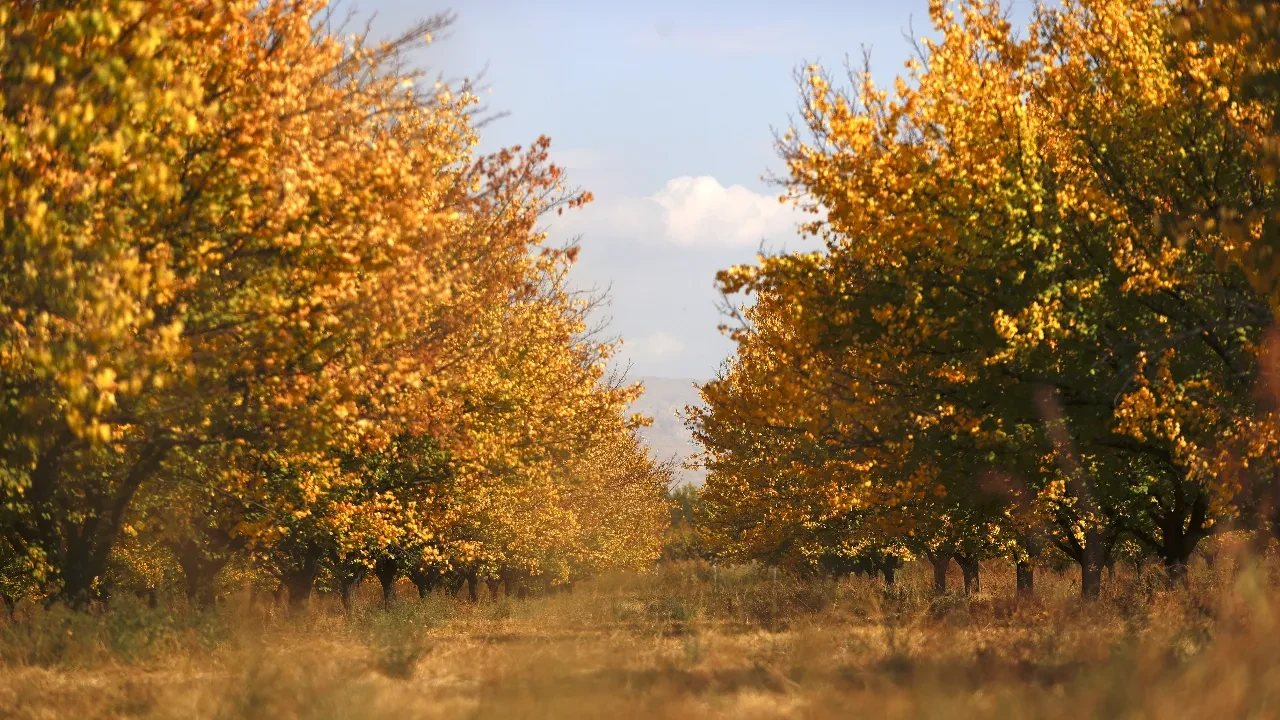Malatya