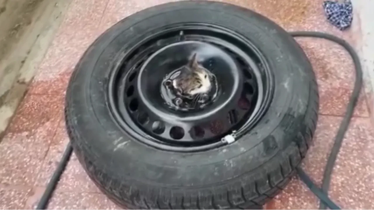 Stepneye sıkışan yavru kediyi itfaiye kurtardı
