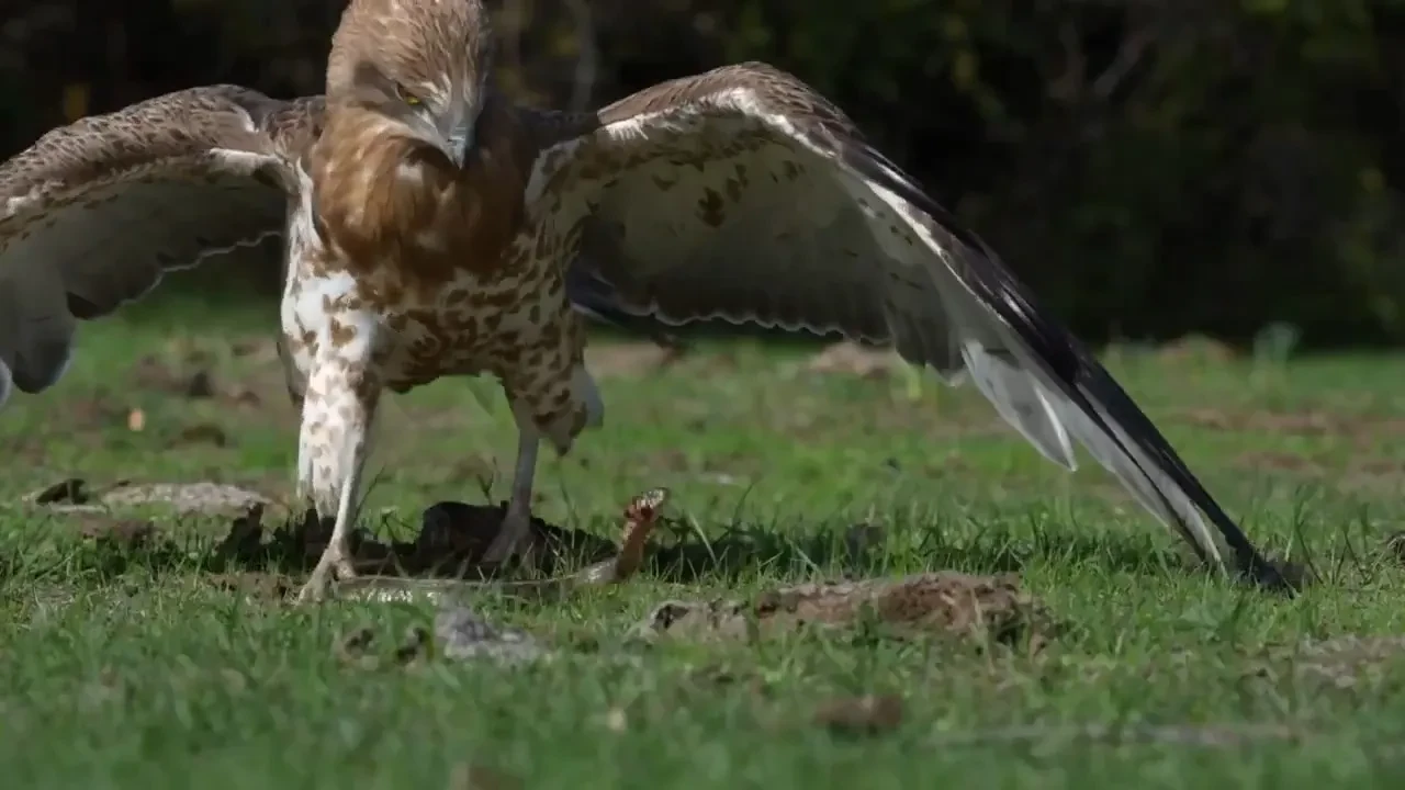 Belgeselleri aratmayan görüntü: Yılanı yakalayan kartal böyle gövde gösterisi yaptı