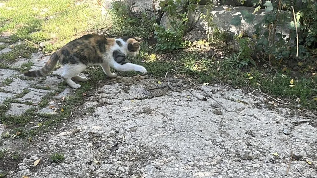 Bu kedinin içinden cengaver çıktı! Fareyle oynar gibi yılan avladı
