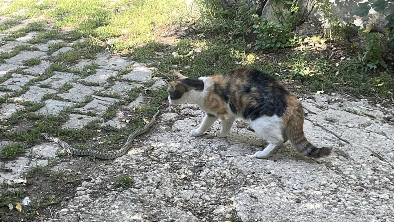 Bu kedinin içinden cengaver çıktı! Fareyle oynar gibi yılan avladı