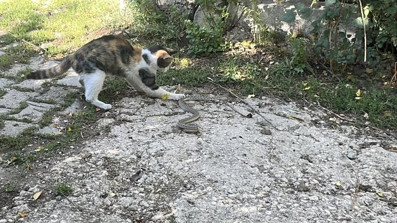 Bu kedinin içinden cengaver çıktı! Fareyle oynar gibi yılan avladı