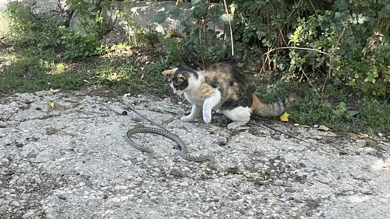 Bu kedinin içinden cengaver çıktı! Fareyle oynar gibi yılan avladı