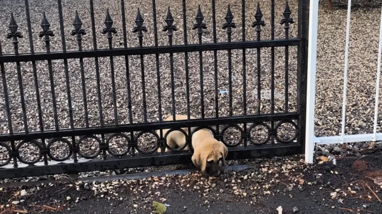 Demir kapıya sıkışan yavru köpek kurtarıldı! O anlar kamerada