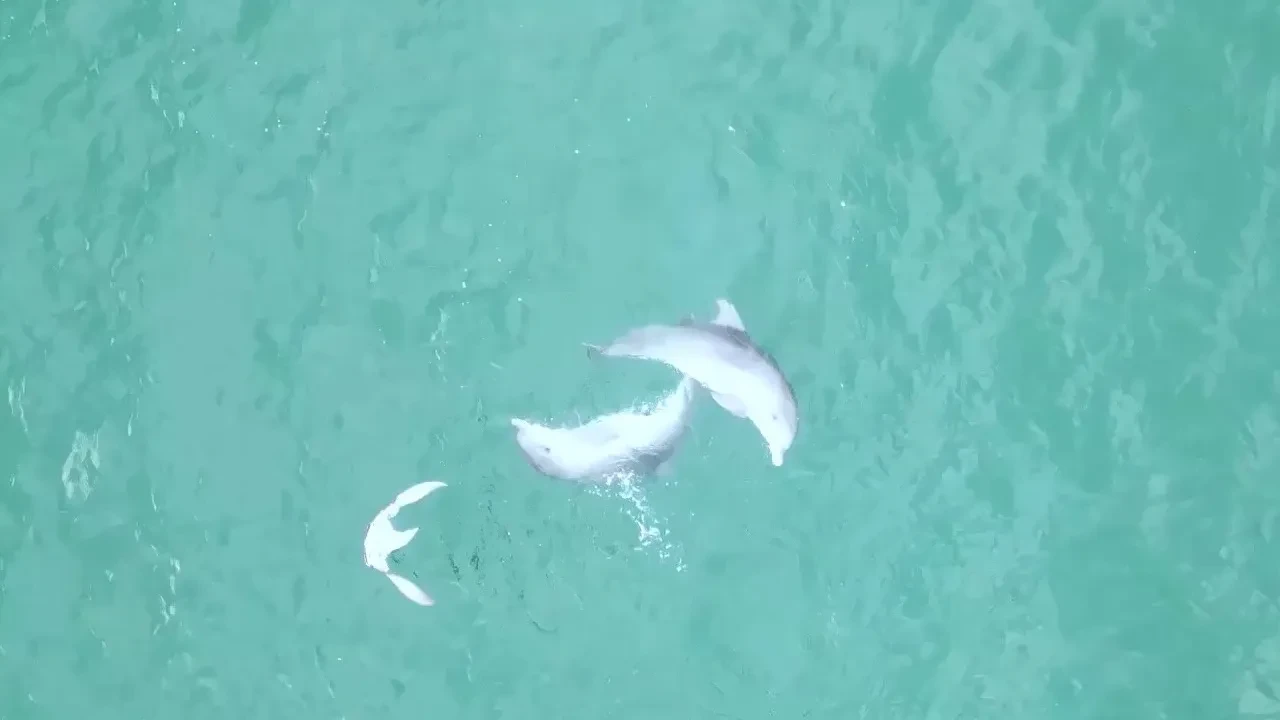 Hamsi avına çıkan yunuslar dans ederken görüntülendi