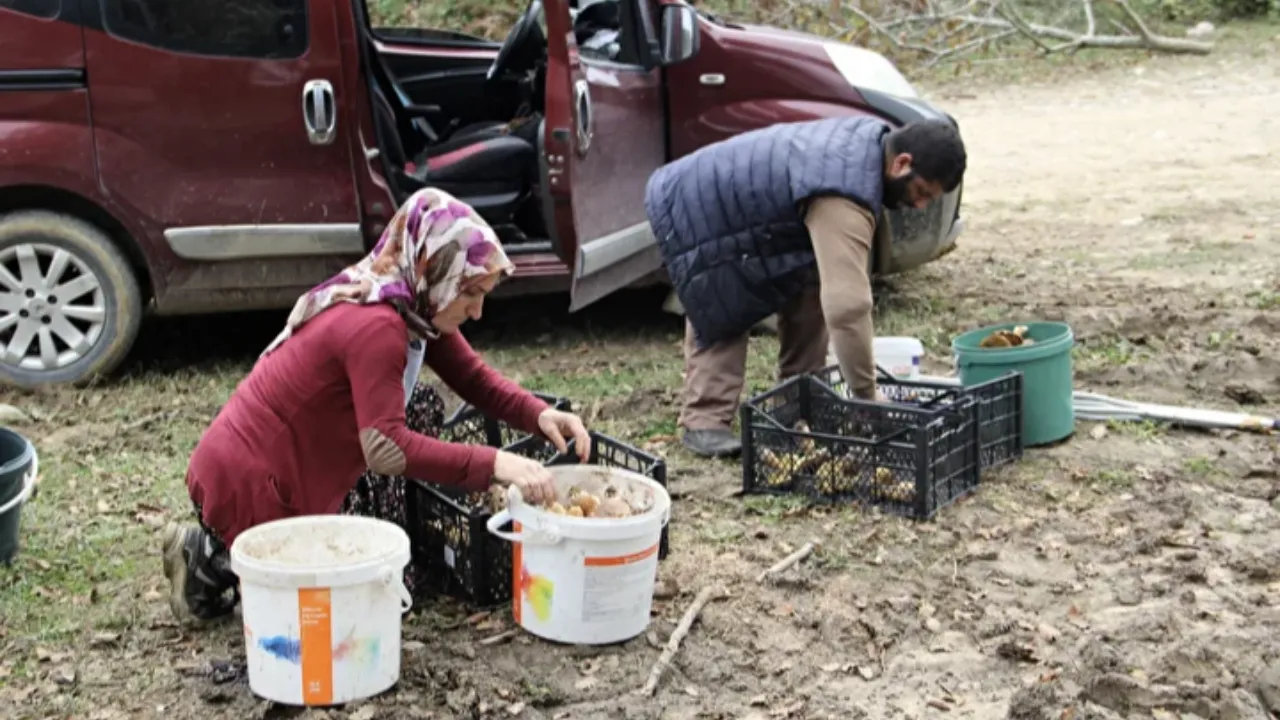 fesleğen mantarı