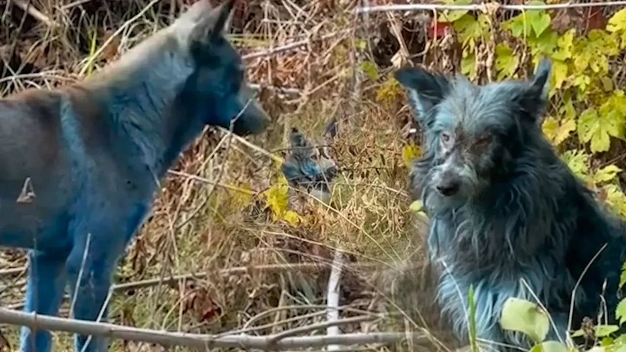 Çernobil'de neler oluyor? Renkleri maviye dönen köpekler bilim insanlarını da şaşırttı! 