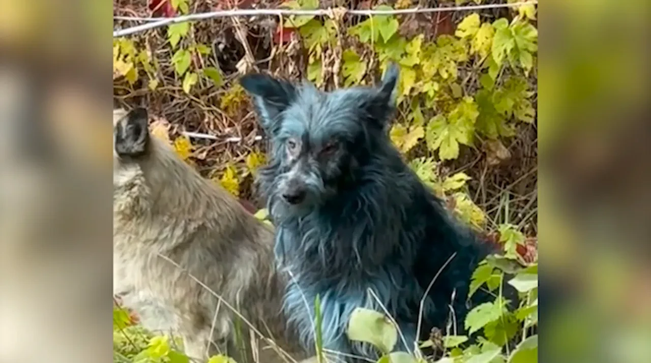 Çernobil'de neler oluyor? Renkleri maviye dönen köpekler bilim insanlarını da şaşırttı!