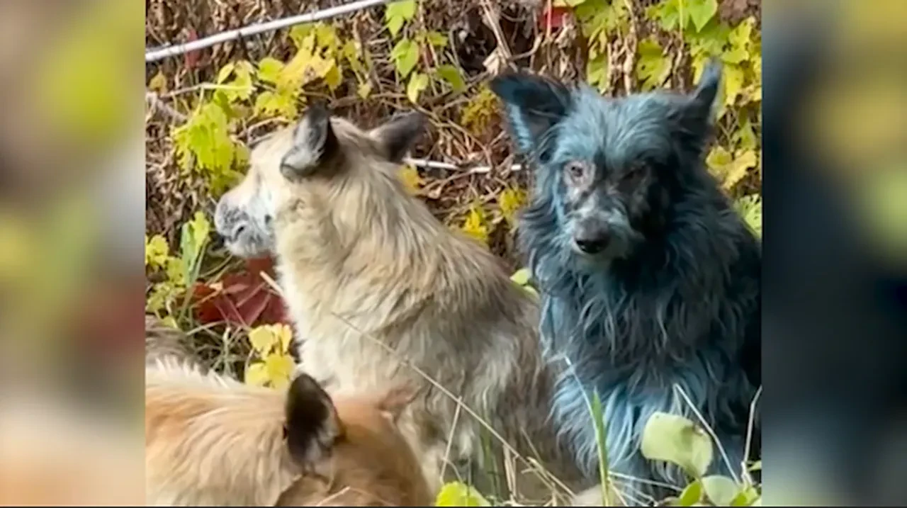 Çernobil'de neler oluyor? Renkleri maviye dönen köpekler bilim insanlarını da şaşırttı!