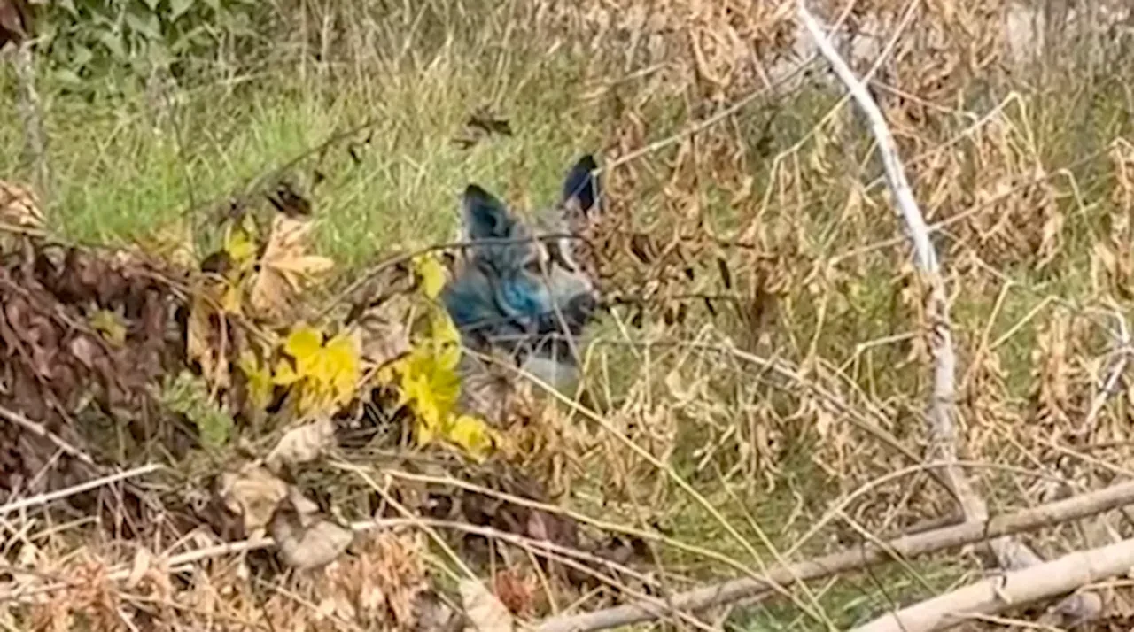 Çernobil'de neler oluyor? Renkleri maviye dönen köpekler bilim insanlarını da şaşırttı!