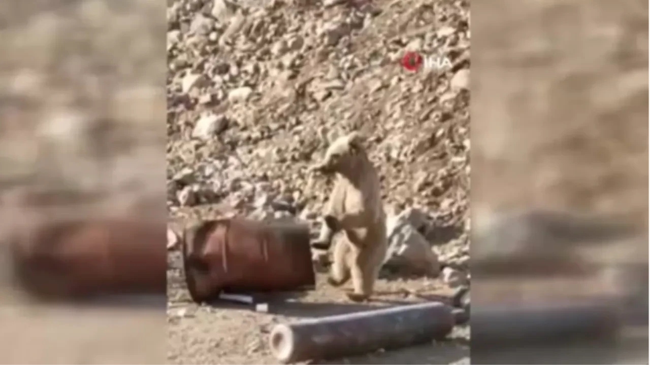 Dağdan inen ayı açlıktan çöp kovasını karıştırdı! O anlar kamerada