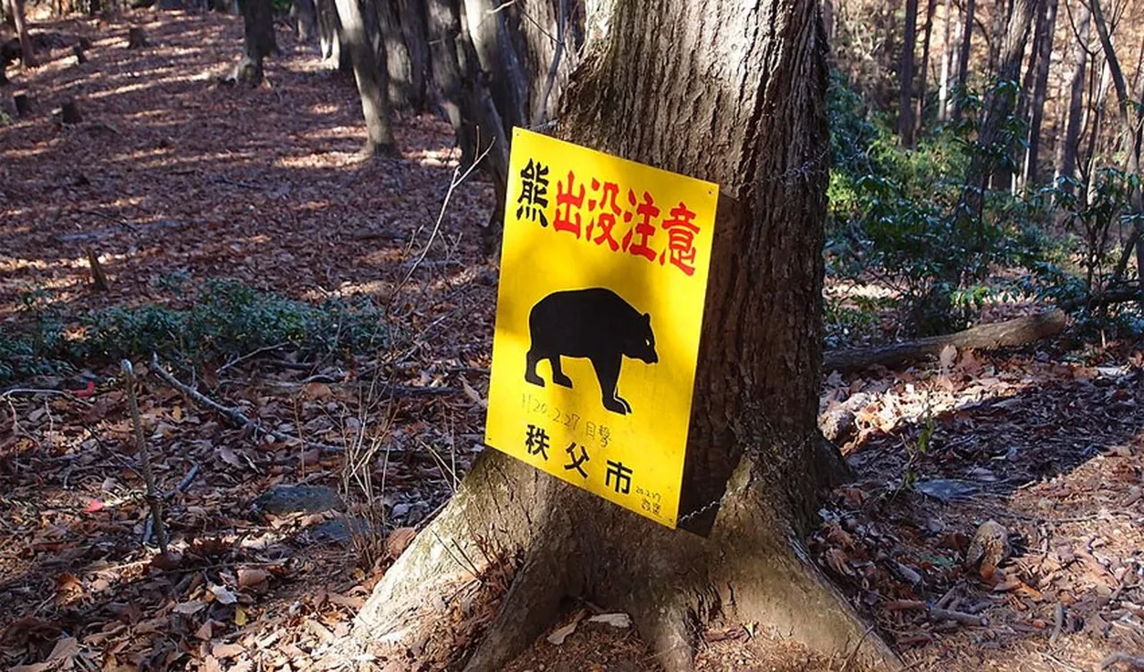 Japonya'nın başı ayılarla belada! Vali orduyu göreve çağırdı