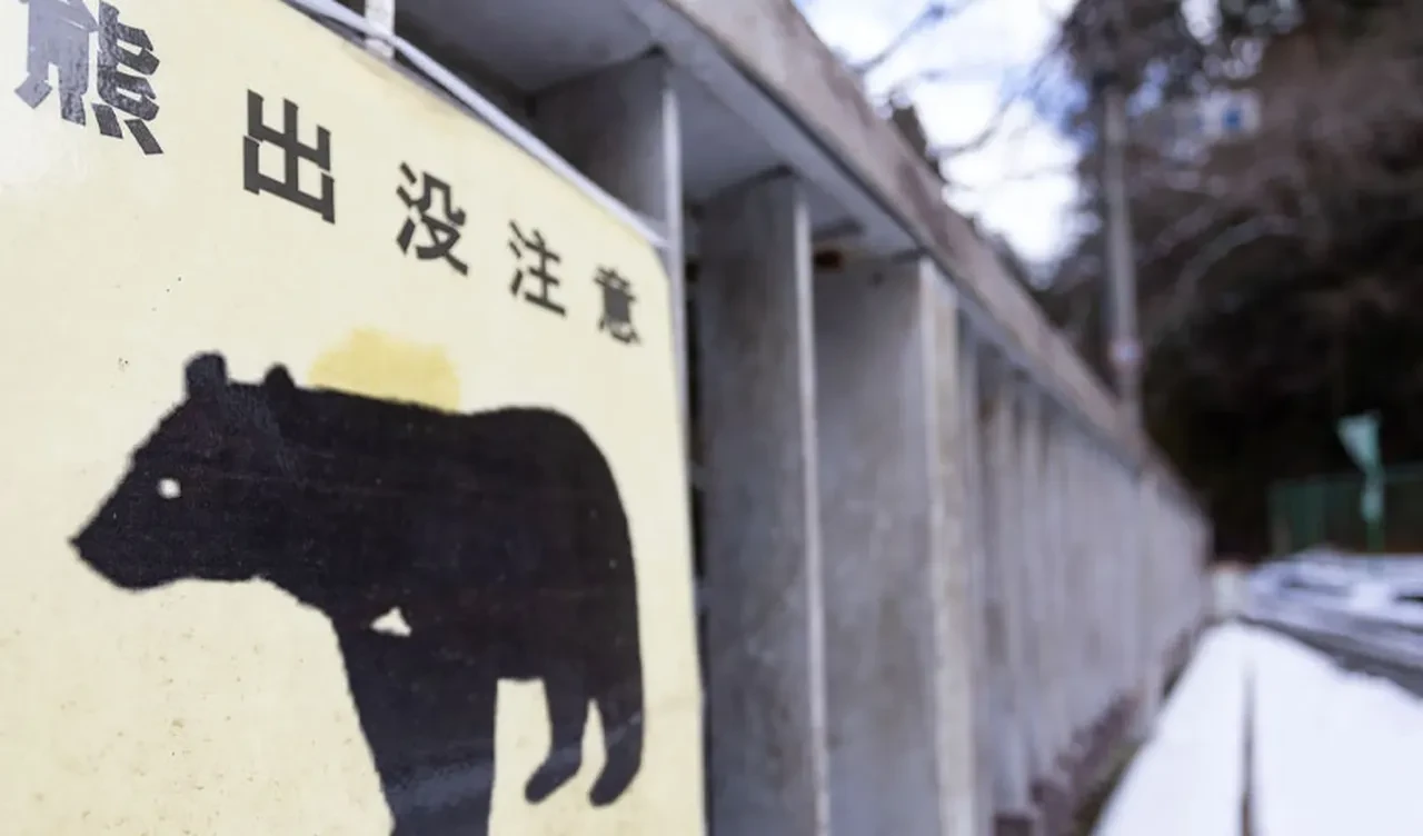 Japonya'nın başı ayılarla belada! Vali orduyu göreve çağırdı