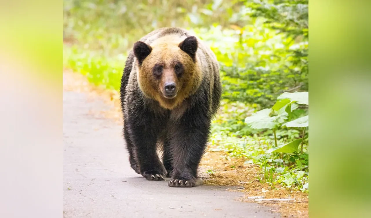 Japonya'nın başı ayılarla belada! Vali orduyu göreve çağırdı