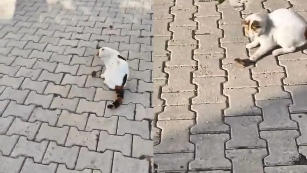 Kedinin fareyle oyunu izleyenleri gülümsetti 