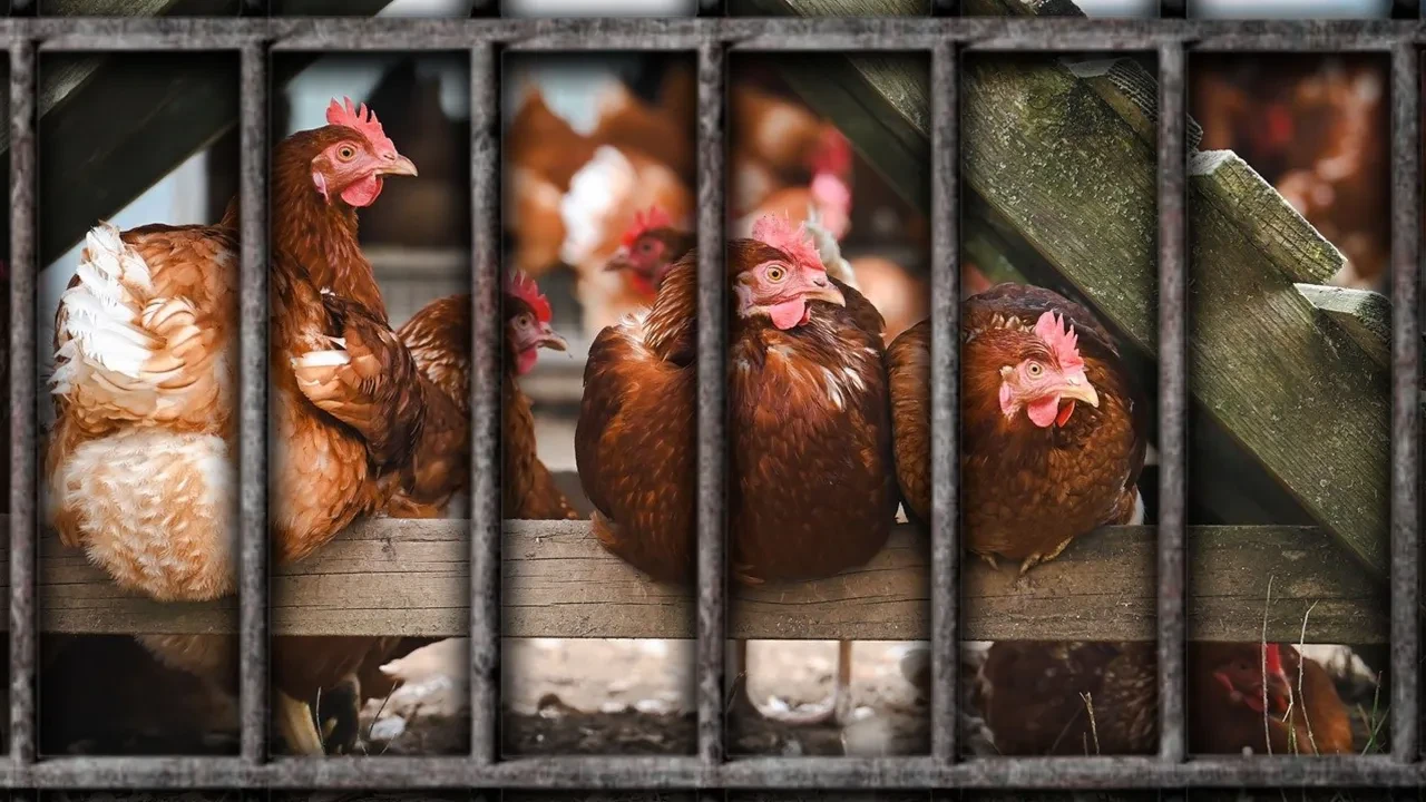 Almanya'da kümes hayvanlarına hapis hayatı! Kuş gribi salgını yayıldı, karantina kararı alındı