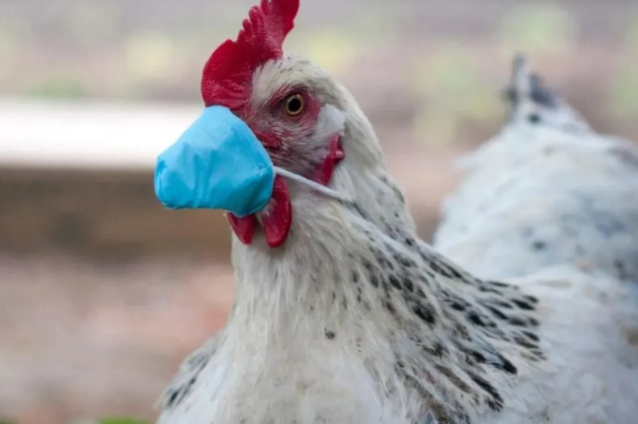 Almanya'da kümes hayvanlarına hapis hayatı! Kuş gribi salgını yayıldı, karantina kararı alındı