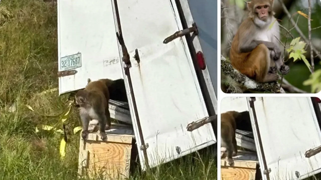 Hastalıklı maymunlar firarda! Vatandaşlara 'sakın yaklaşmayın' uyarısı!