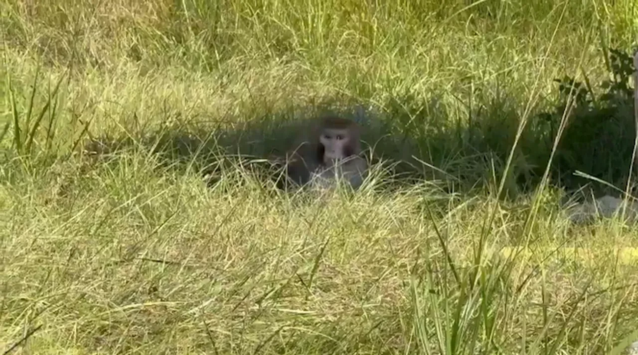 Hastalıklı maymunlar firarda! Vatandaşlara 'sakın yaklaşmayın' uyarısı!