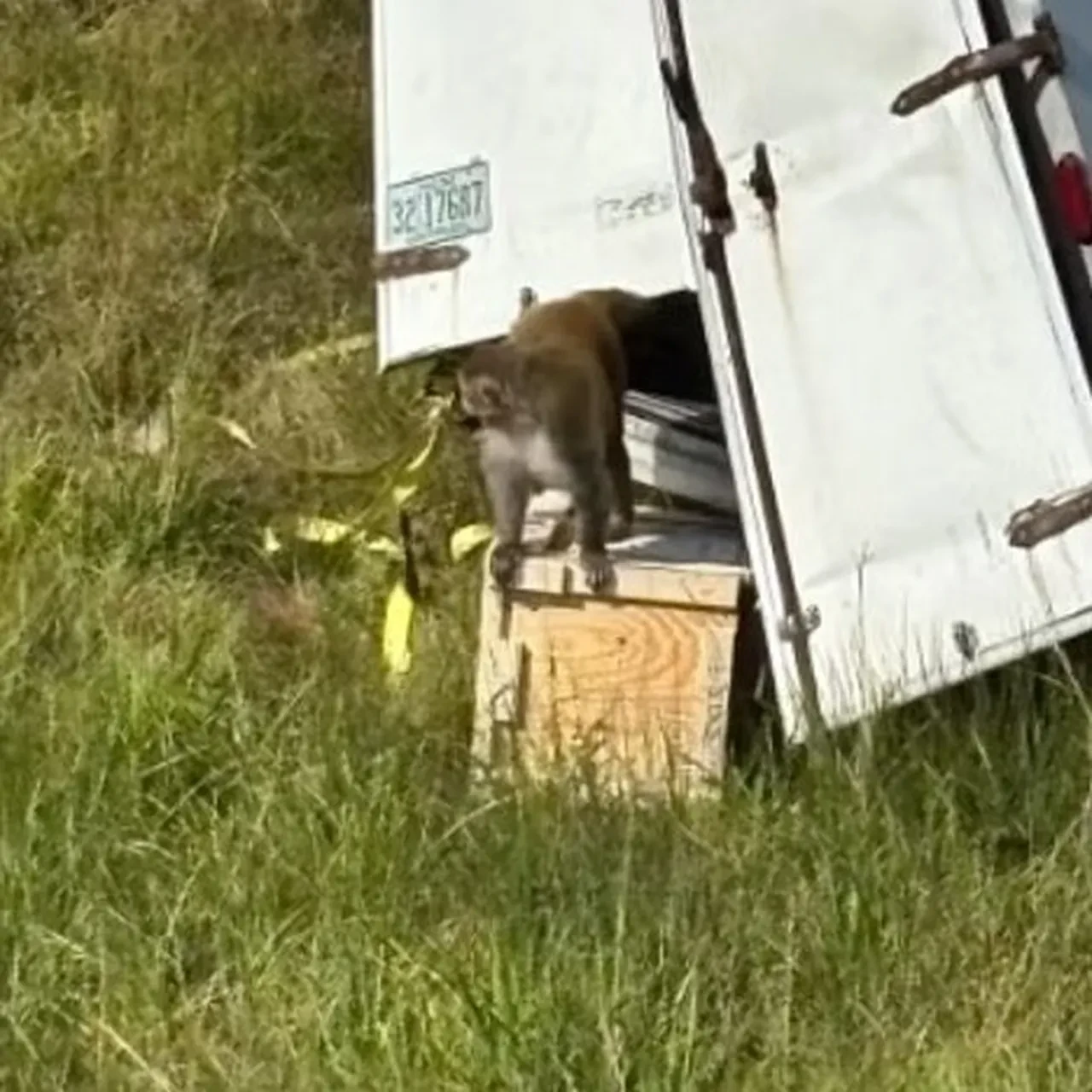 Hastalıklı maymunlar firarda! Vatandaşlara 'sakın yaklaşmayın' uyarısı!