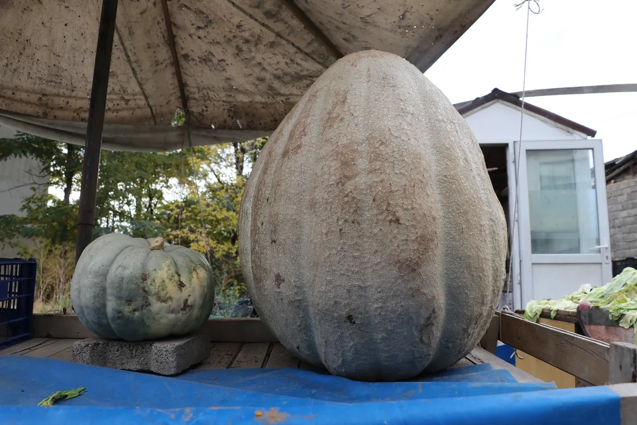 Sivas'ta yetişen dev sebze görenleri şaşırttı! Normalinden 5 kat daha ağır