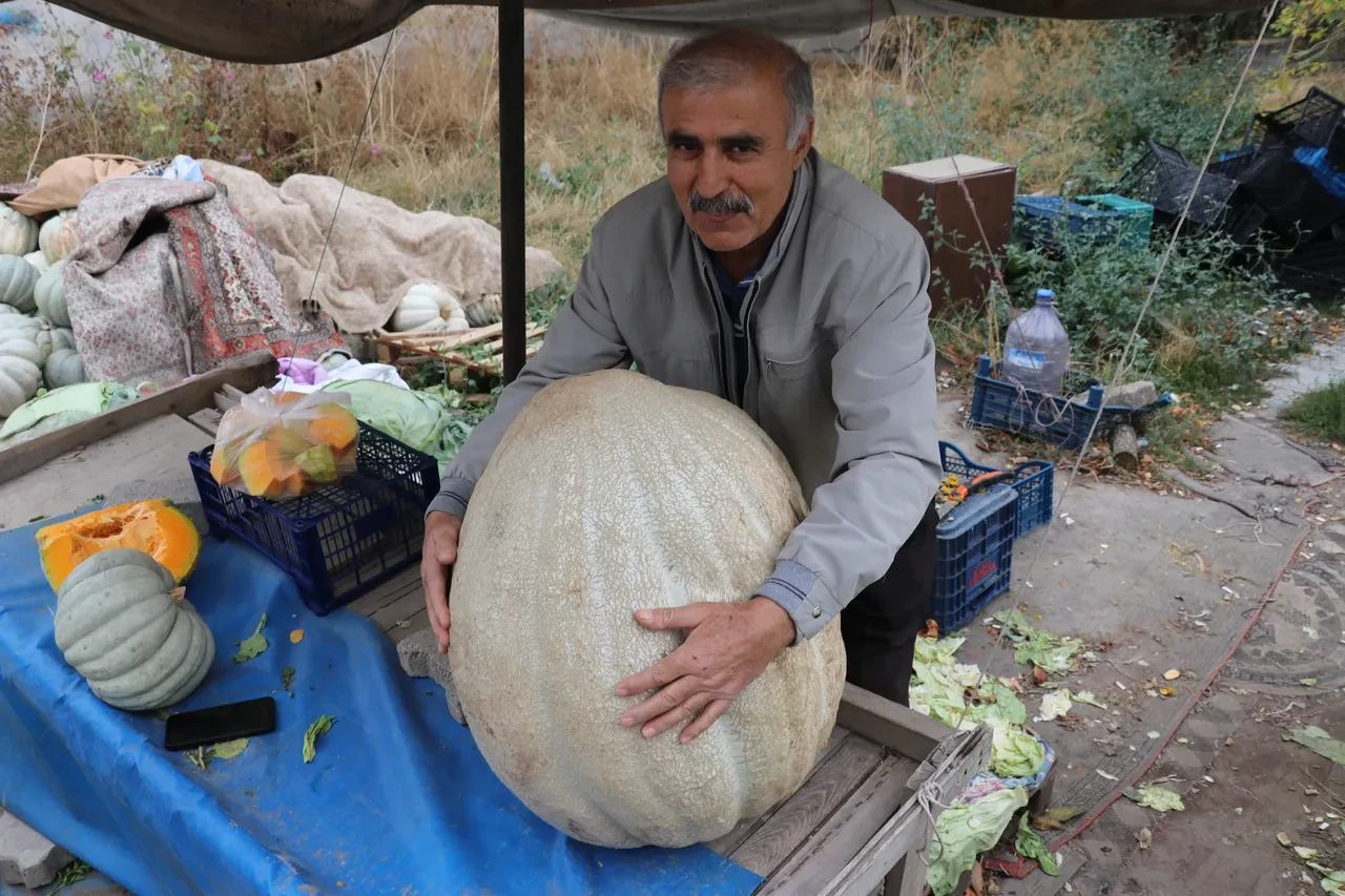 Sivas'ta yetişen dev sebze görenleri şaşırttı! Normalinden 5 kat daha ağır