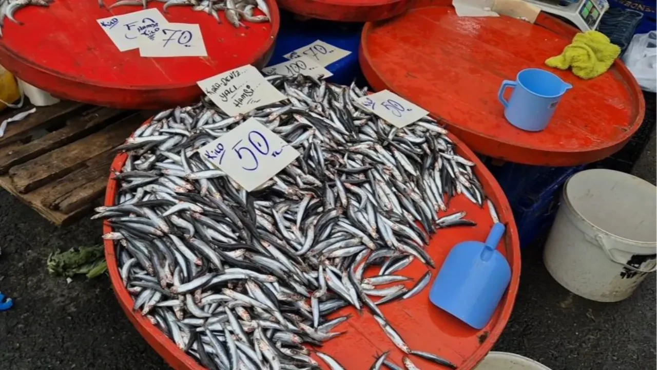 Vatandaş hamsiye dolacak! Kilosu sigaradan bile ucuz