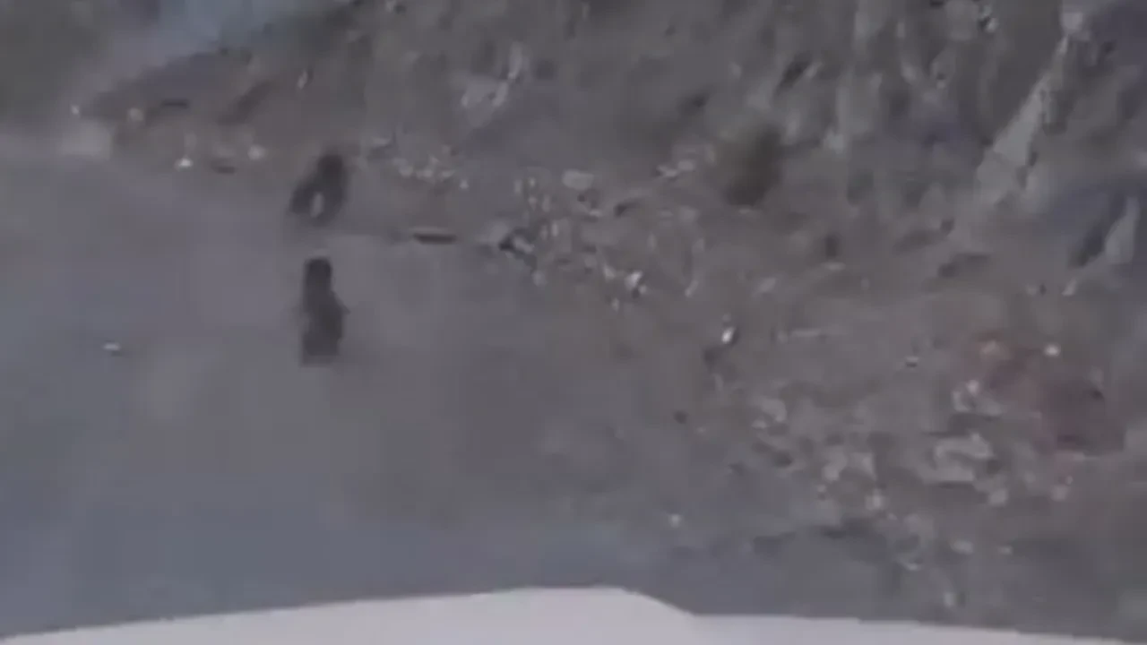 Anne ayı ve yavrusu korkudan dimdik yamaca tırmandı! O anlar kamerada