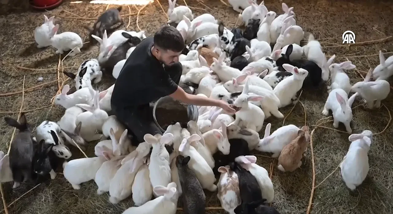 Kimsenin yapmadığı işi kurdu! Bölgede ilk kez yetiştiriyor: Amacı Yeni Zelanda cinsinden et üretmek