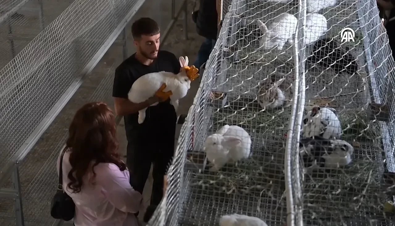 Kimsenin yapmadığı işi kurdu! Bölgede ilk kez yetiştiriyor: Amacı Yeni Zelanda cinsinden et üretmek