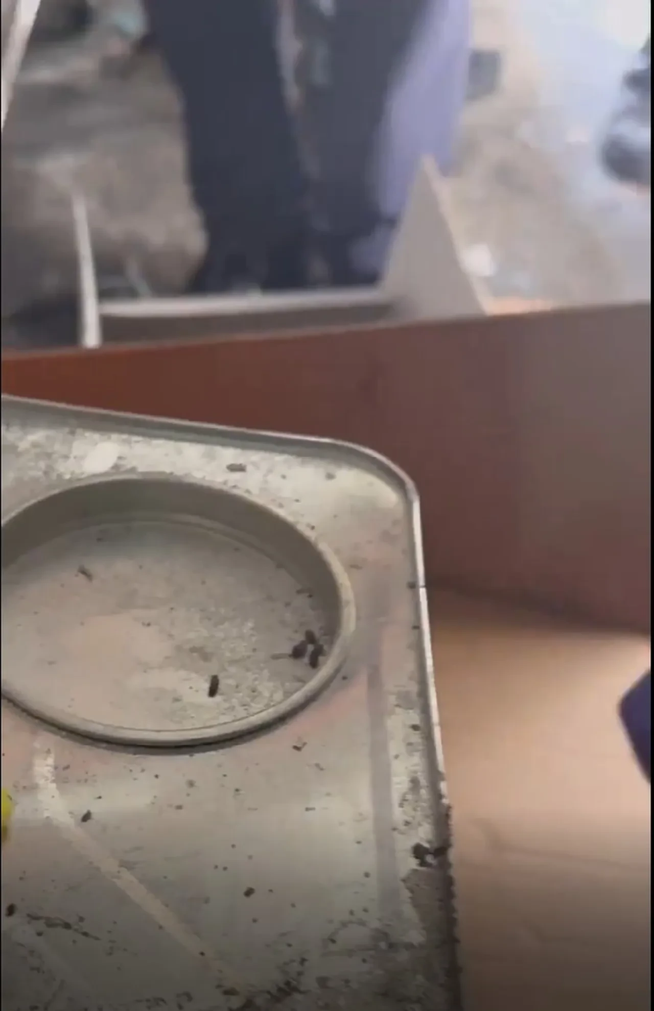 Mide bulandıran görüntüler! Sinek ölüsüne 'çörek otu' savunması