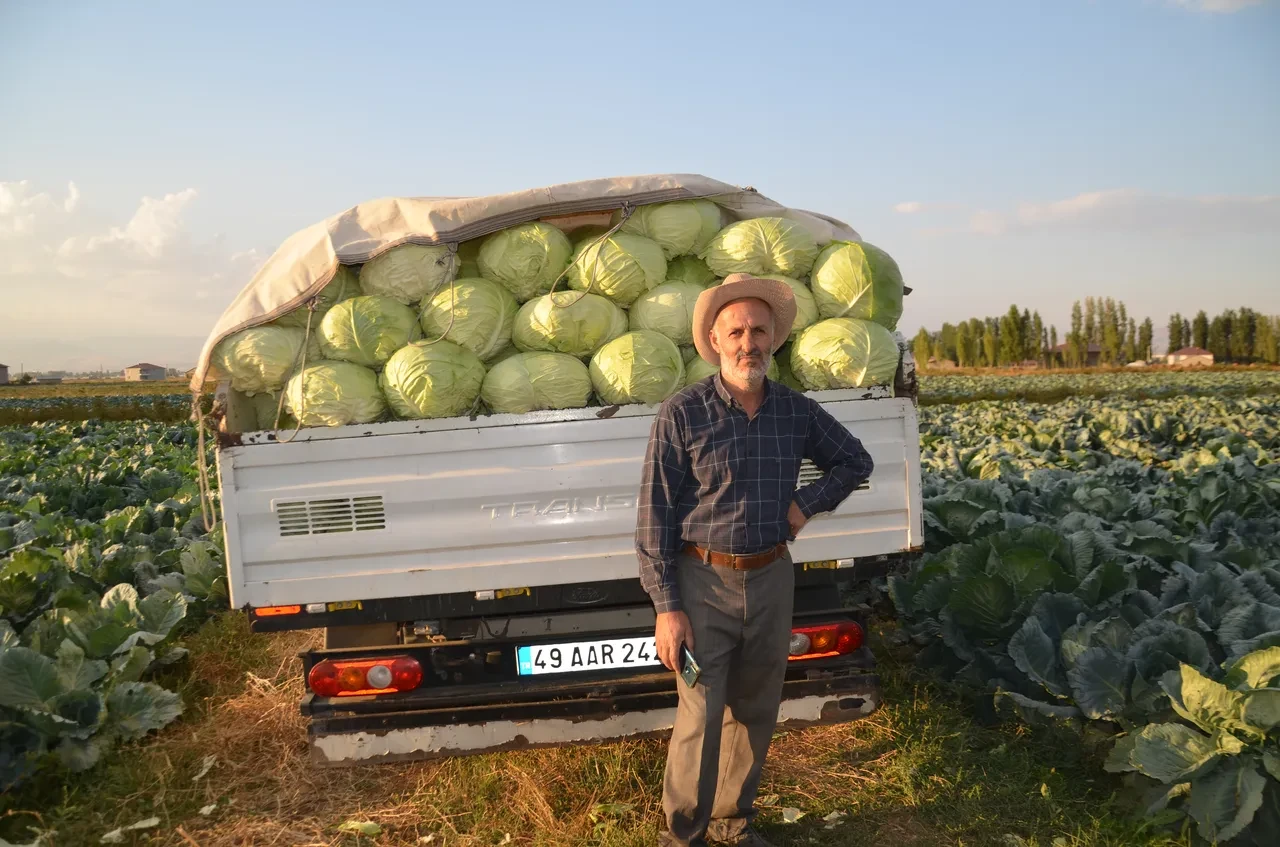 Muş'un altını lahana oldu! Her biri 30 kilo! Çevre illerden yoğun talep var