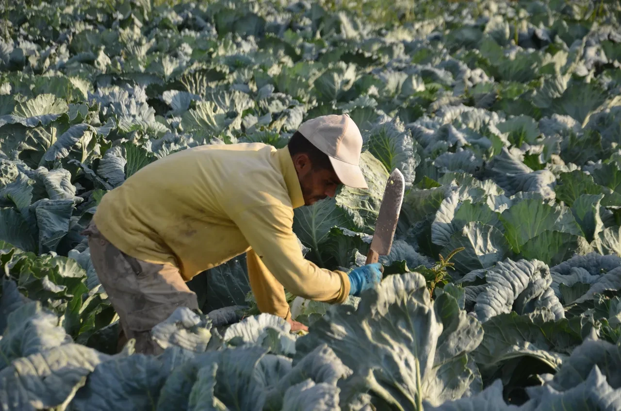Muş'un altını lahana oldu! Her biri 30 kilo! Çevre illerden yoğun talep var