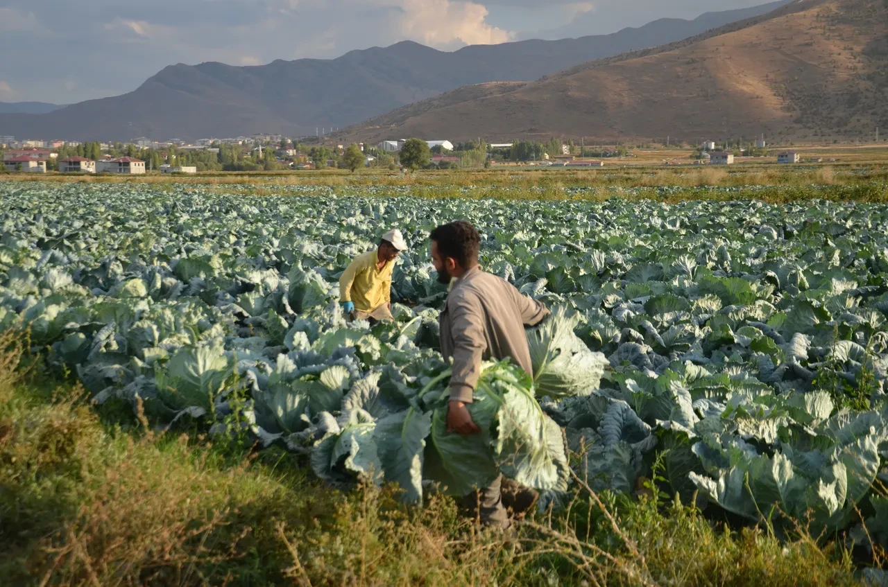 Muş'un altını lahana oldu! Her biri 30 kilo! Çevre illerden yoğun talep var