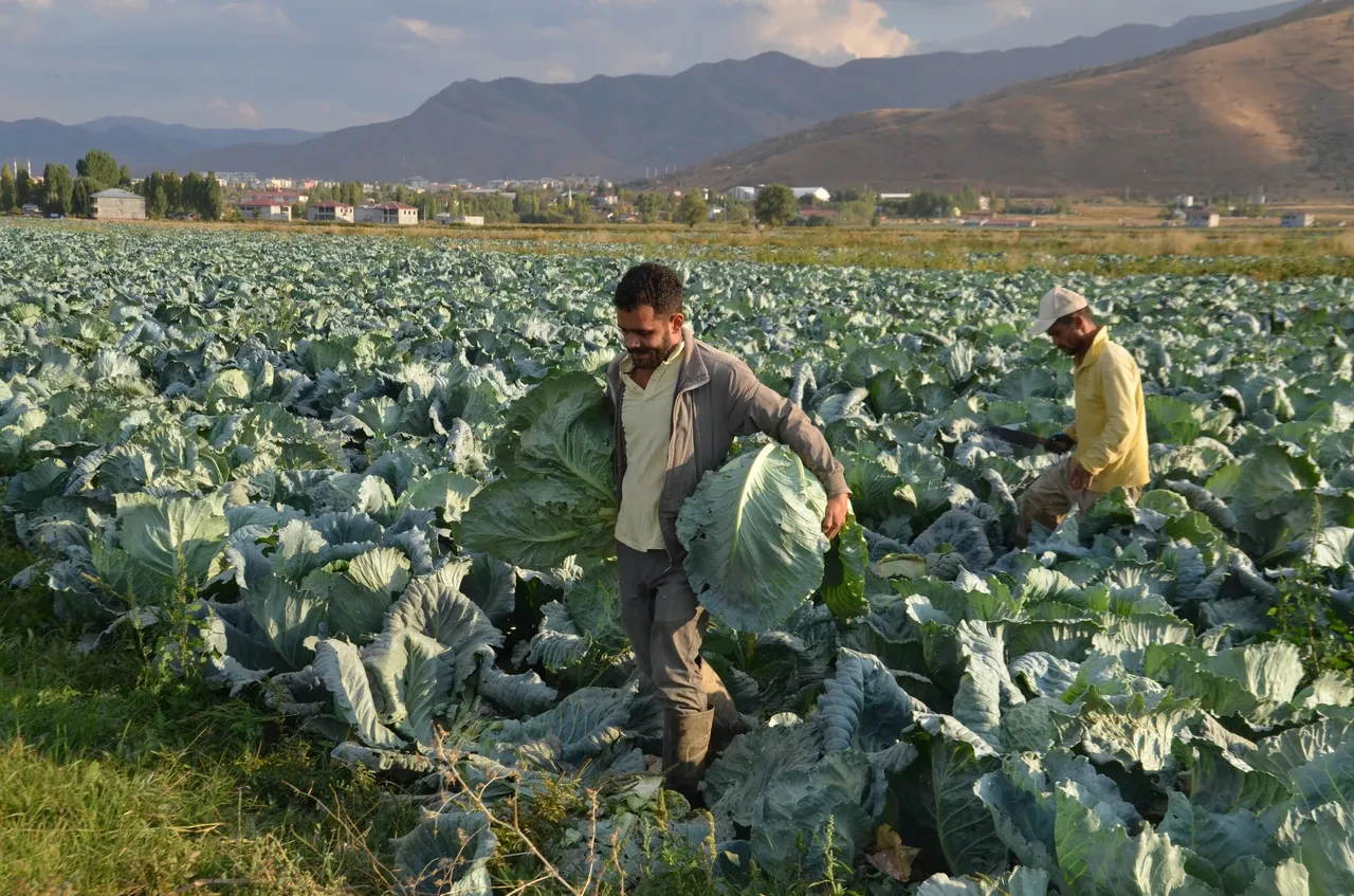 Muş'un altını lahana oldu! Her biri 30 kilo! Çevre illerden yoğun talep var