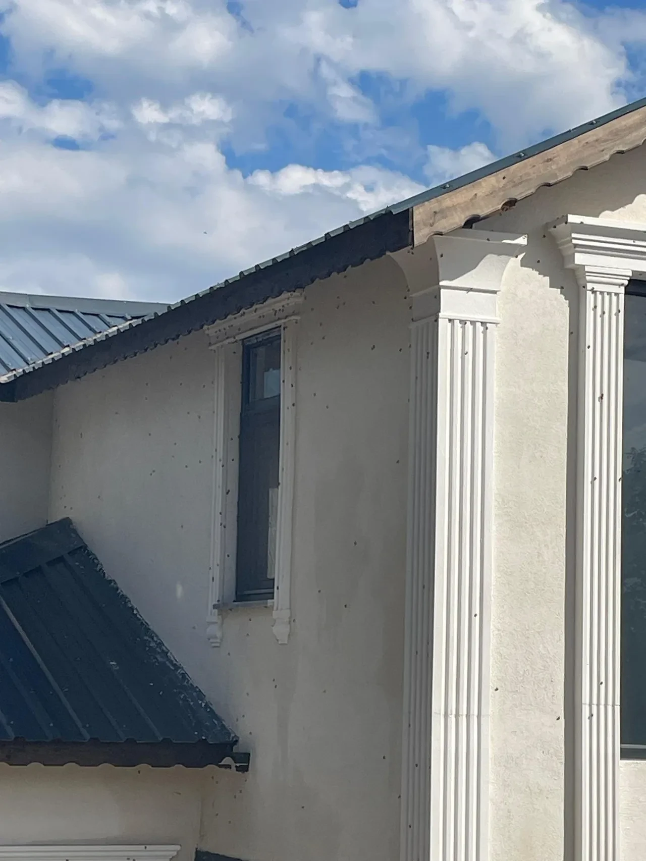 Vatandaşın kabusu geri döndü! Çin'den geldi tüm şehri istila etti