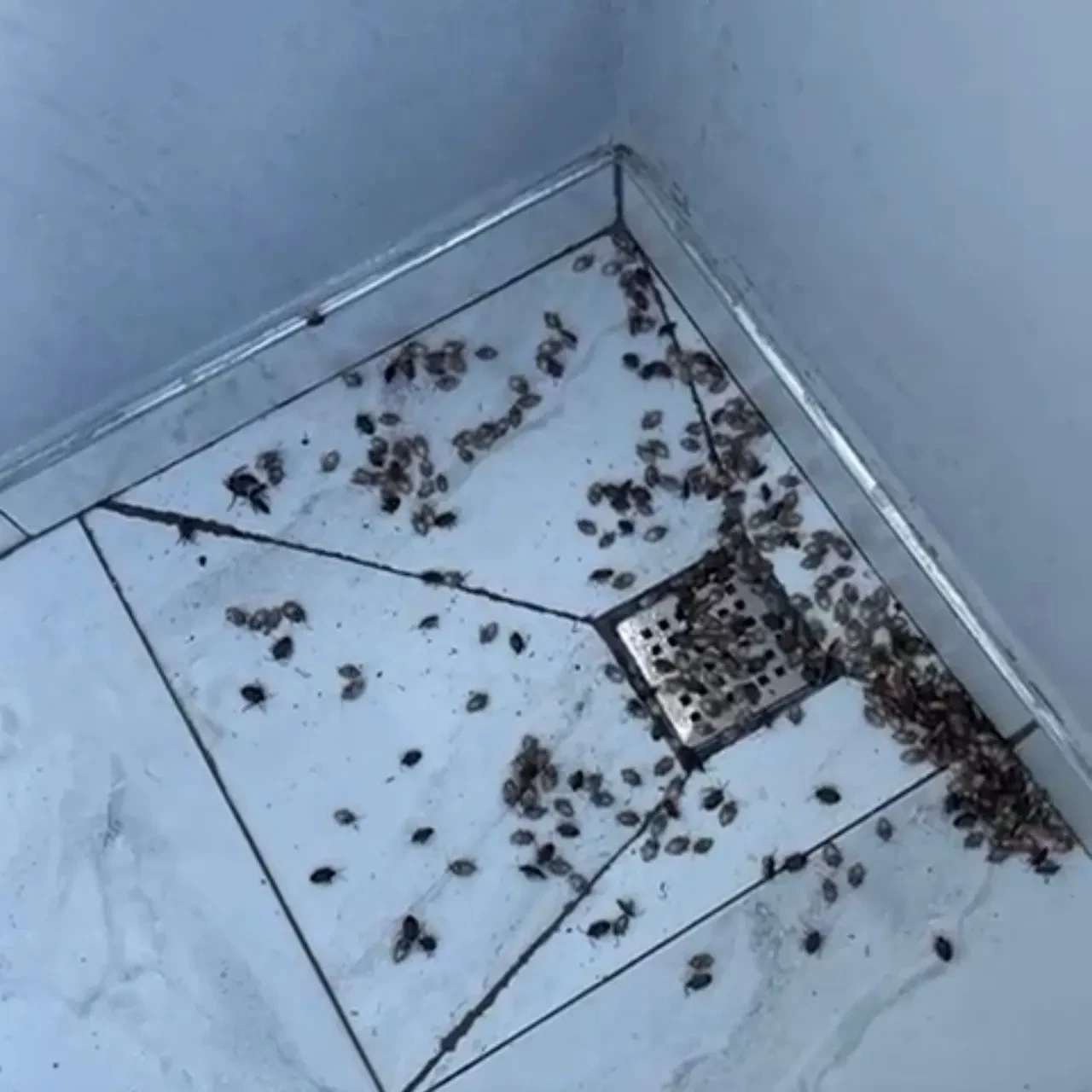 Vatandaşın kabusu geri döndü! Çin'den geldi tüm şehri istila etti