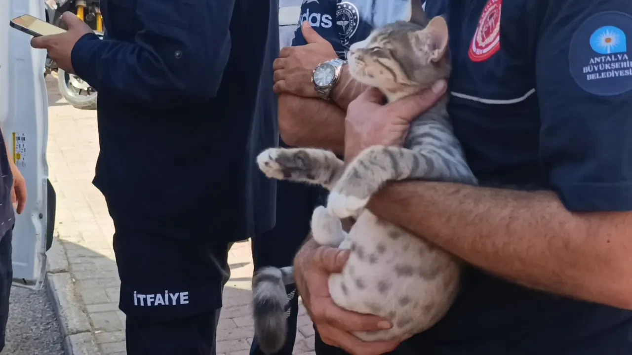 Yangında küle dönen odadan sağlam çıktı: Kedinin saklandığı yer dikkat çekti