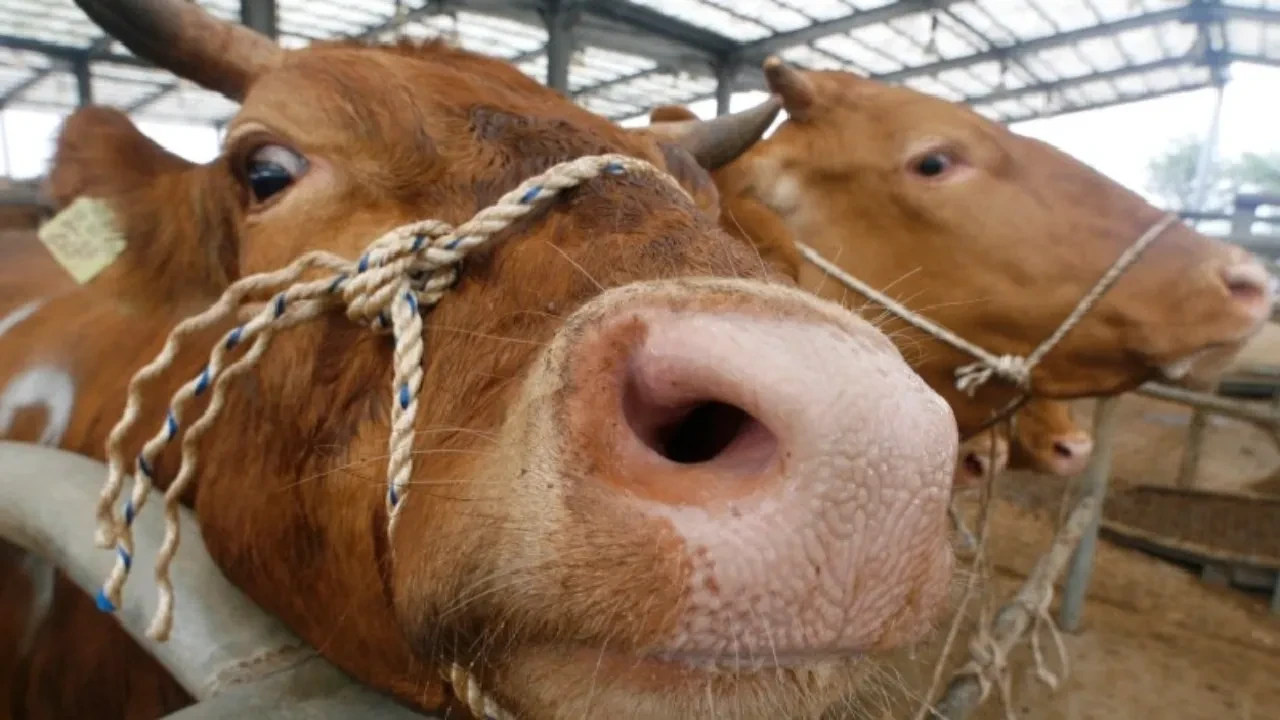 Deli dana hastalığı nedir belirtileri neler? Bolu'da bir hastada tespit edildi