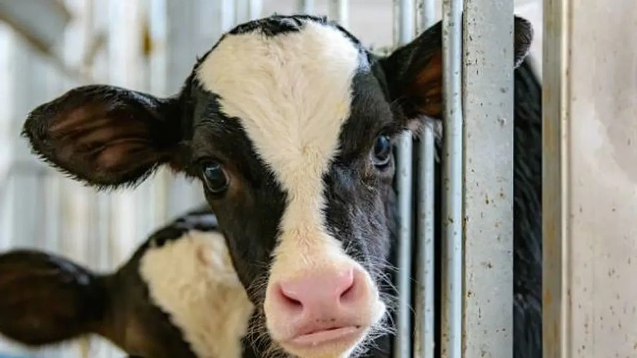 Deli dana hastalığı nedir belirtileri neler? Bolu'da bir hastada tespit edildi